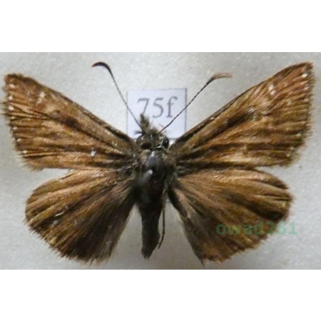 Erynnis tages (Linnaeus, 1758) Powszelatek brunatek Czech75f